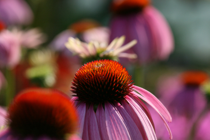 20117期大乐透开奖结果及中奖号码全面揭晓 20117期大乐透开奖结果及中奖号码全面揭晓