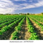 2011年双色球开奖结果查询与历史数据汇总 38c70za