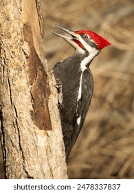 20123期开奖结果震撼揭晓，大奖花落谁家引关注