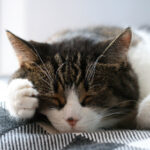 2012年全年福彩双色球开奖号码完整历史记录汇总 m8ojgo2wx